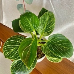 観葉植物　フィロデンドロン　バーキン