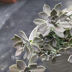 多肉植物 鉢付き綺麗な多肉の画像