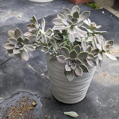 多肉植物 鉢付き綺麗な多肉