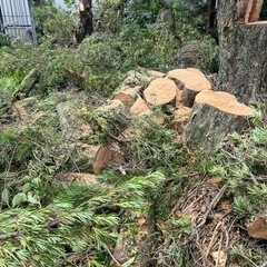 伐採木
