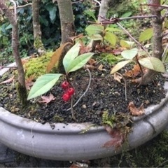 ②ヤブコウジ2株（久