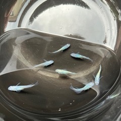 めだか（しずく）の画像