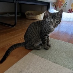 3ヶ月の子猫（オスでした）
