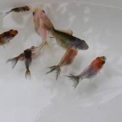 東錦　オランダシシガシラ　稚魚　5匹