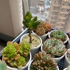 ゴーラム（多肉植物）