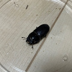 終了【幼虫】ムシモンオオクワガタ　7匹セットの画像