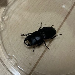終了【幼虫】ムシモンオオクワガタ　7匹セットの画像