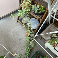 ヘデラ①の画像
