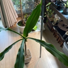 幸福の木の画像