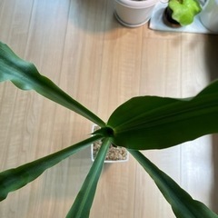 幸福の木の画像