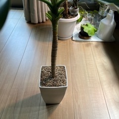 幸福の木の画像