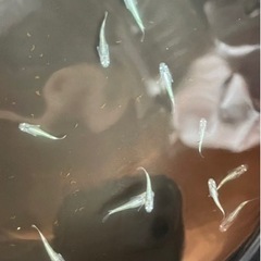 メダカ 輝黒龍11匹セット[A]【決まりました】