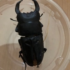 カブトムシ・クワガタムシ差し上げます。の画像