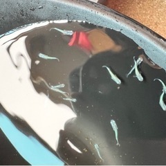 メダカ 輝黒龍幼魚セット【決まりました】