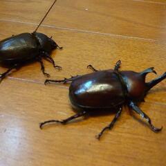 カブトムシ 3匹セット