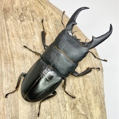 
本土ヒラタペア+♀とムニスゼッチホソアカ幼虫 (おまけ有り