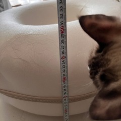 猫用ドーナツトンネルの画像