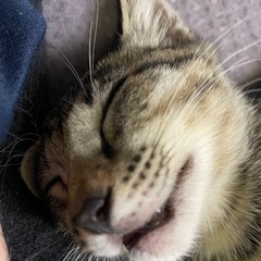 2匹の猫（マーブル、キジトラ）の里親を募集しています。（親猫避妊...