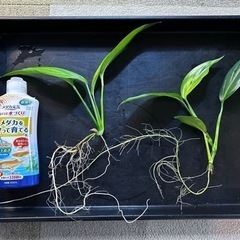 【値下げ】ヤマサキカズラ　2本セット（発根済）