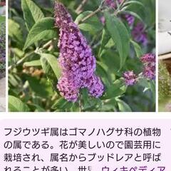 ブッドレアの画像