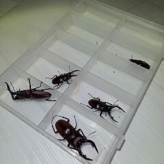 クワガタ、カブトムシ一緒に取りに行きませんか？