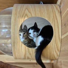 母（白黒）と娘（三毛猫）里親募集！