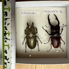 ローゼンベルギー　アスタコイデス 　　セットの画像