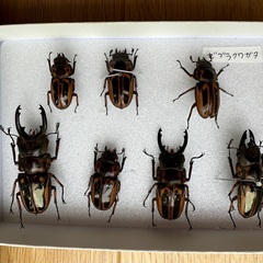 ゼブラノコギリクワガタ　　雌3・雌4匹セットの画像