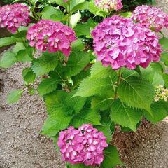赤いアジサイの挿し木苗（2）