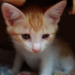 生後2か月半程度　チャトラ男の子 里親さん募集します🐈