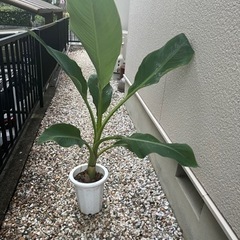 地湧金蓮　ちゆうきんれん