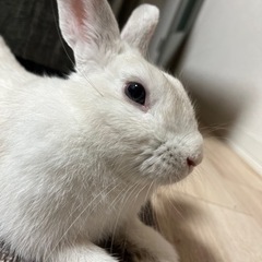 仔ウサギ
