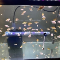 オランダシシガシラ稚魚10匹でも20匹でも🆗