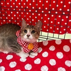 可愛いキジ白の男の子