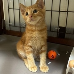 アメショー柄の茶トラくん　お話中