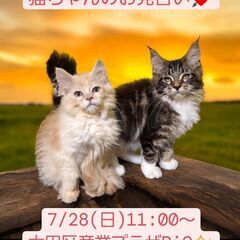 7/28(日)譲渡会。生後3か月メインクーン♀・サイベリアン♂(...