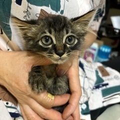 ヨーダの赤ちゃん？　（お話し中）