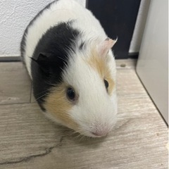 モルモット