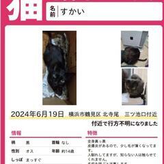 黒猫探してます!