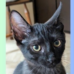 黒トラいけにゃん候補生「漱石」くん、サマンサと一緒に譲渡に行ける...