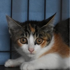 アイラインくっきり　美人な三毛猫ちゃん