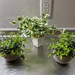 植木です。