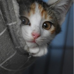 優しいお顔の三毛猫ちゃん