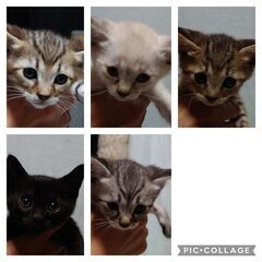 【赤ちゃん5匹誕生】妊娠した野良猫を保護→出産  