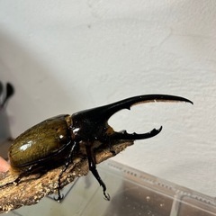 DHヘラクレスオオカブト 成虫 ペア