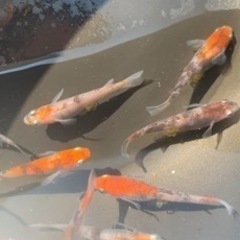烏城三色めだか 卵 20個