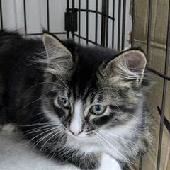 飼い主が他界し取り残されてしまったメス猫から生まれた子たちです - 猫
