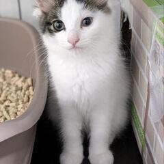 飼い主が他界し取り残されてしまったメス猫から生まれた子たちです − 群馬県