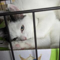 飼い主が他界し取り残されてしまったメス猫から生まれた子たちです - 里親募集
