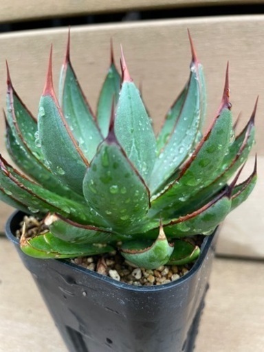 アガベ　レア　マンガベ　プレイングハンズ